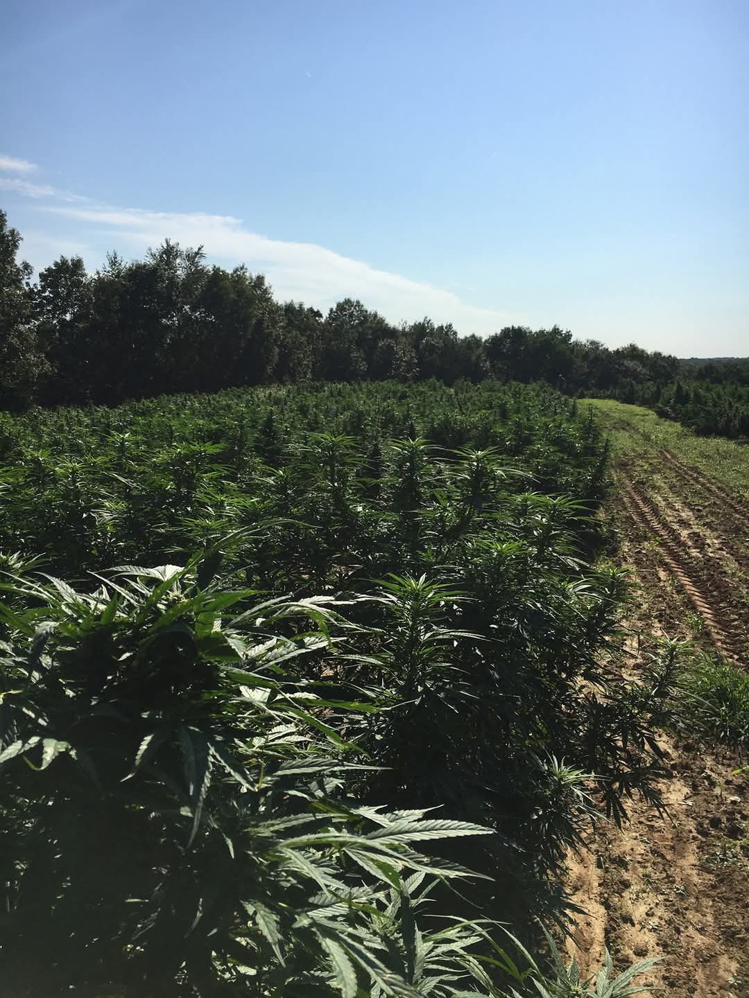 Lush hemp field under a bright blue sky