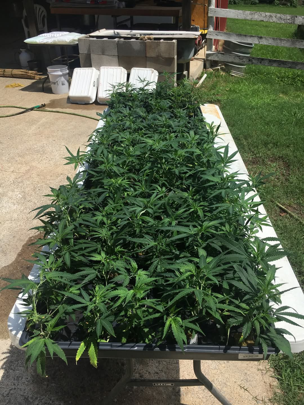 CBG flower and pre‑rolls